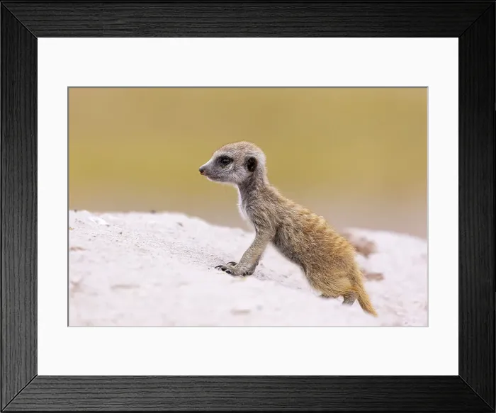 Framed Print : Meerkat baby, Makgadikgadi Salt Pans, Botswana Framed Print : Meerkat baby, Makgadikgadi Salt Pans, Botswana