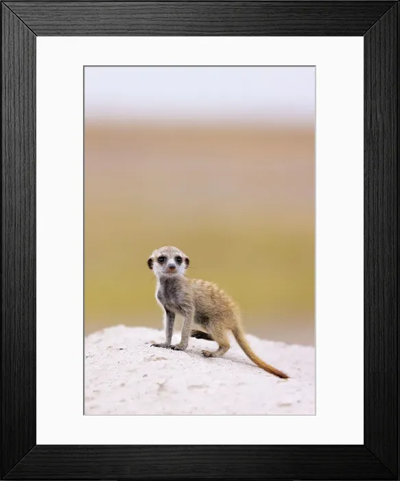 Framed Print : Meerkat baby, Makgadikgadi Salt Pans, Botswana Framed Print : Meerkat baby, Makgadikgadi Salt Pans, Botswana