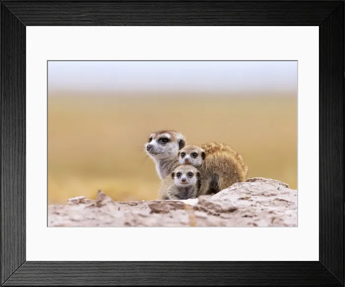 Framed Print : Meerkat family, Makgadikgadi Salt Pans, Botswana