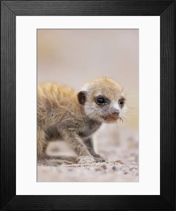 Framed Print : Meerkat baby, Makgadikgadi Salt Pans, Botswana Framed Print : Meerkat baby, Makgadikgadi Salt Pans, Botswana