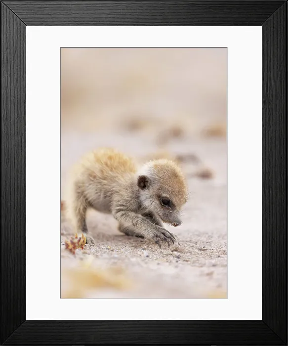 Framed Print : Meerkat baby, Makgadikgadi Salt Pans, Botswana Framed Print : Meerkat baby, Makgadikgadi Salt Pans, Botswana
