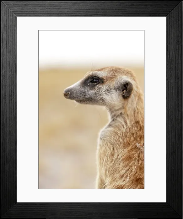 Framed Print : Meerkat, Makgadikgadi Salt Pans, Botswana