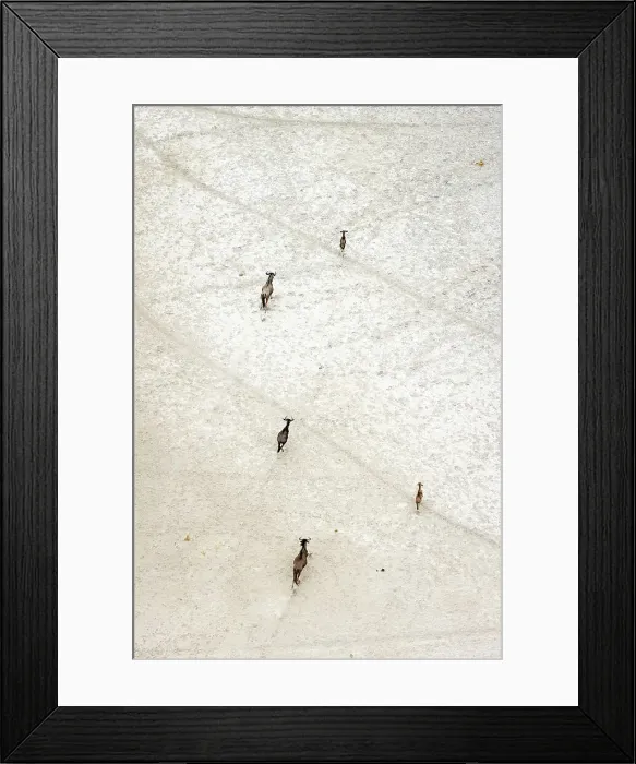 Framed Print : Aerial view of Salt Pans and Wildebeest, Makgadikgadi Salt Pans, Botswana Framed Print : Aerial view of Salt Pans and Wildebeest, Makgadikgadi Salt Pans, Botswana