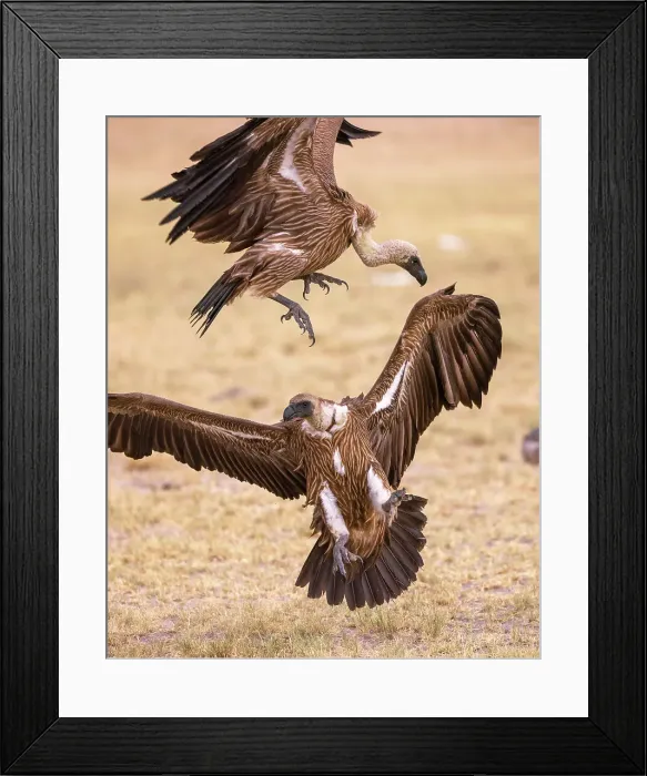 Framed Print : White Backed Vultures, Makgadikgadi Salt Pans, Botswana Framed Print : White Backed Vultures, Makgadikgadi Salt Pans, Botswana