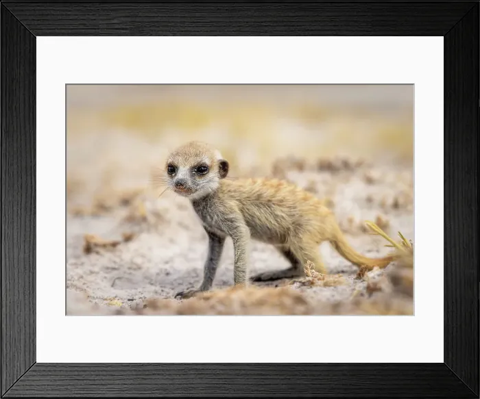 Framed Print : Meerkat baby, Makgadikgadi Salt Pans, Botswana Framed Print : Meerkat baby, Makgadikgadi Salt Pans, Botswana
