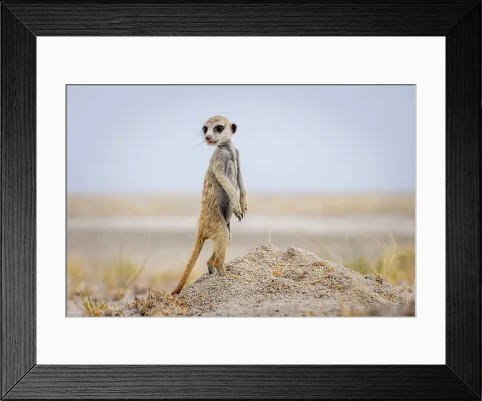 Framed Print : Meerkat baby, Makgadikgadi Salt Pans, Botswana Framed Print : Meerkat baby, Makgadikgadi Salt Pans, Botswana