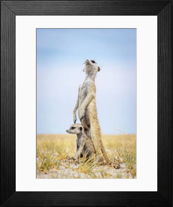 Framed Print : Meerkat with baby, Makgadikgadi Salt Pans, Botswana Framed Print : Meerkat with baby, Makgadikgadi Salt Pans, Botswana