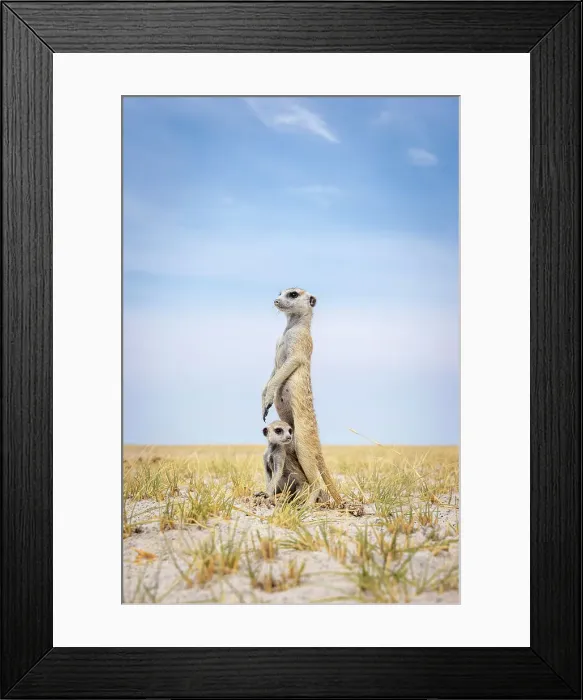 Framed Print : Meerkat with baby, Makgadikgadi Salt Pans, Botswana Framed Print : Meerkat with baby, Makgadikgadi Salt Pans, Botswana