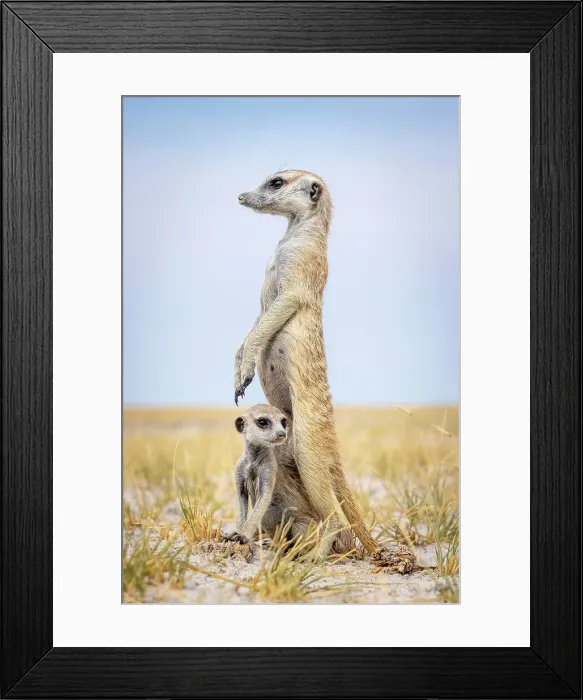 Framed Print : Meerkat with baby, Makgadikgadi Salt Pans, Botswana Framed Print : Meerkat with baby, Makgadikgadi Salt Pans, Botswana