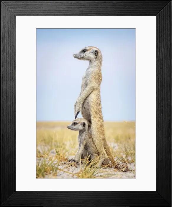 Framed Print : Meerkat with baby, Makgadikgadi Salt Pans, Botswana Framed Print : Meerkat with baby, Makgadikgadi Salt Pans, Botswana