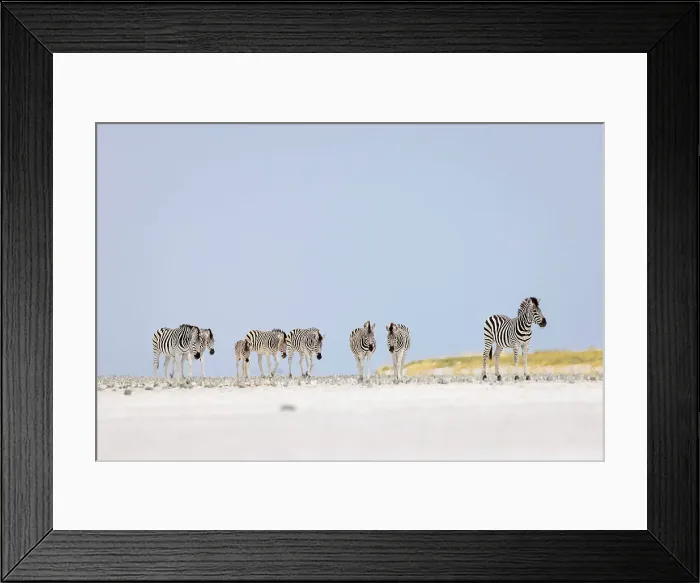 Framed Print : Zebra herd on salt pan, Makgadikgadi Salt Pans, Botswana Framed Print : Zebra herd on salt pan, Makgadikgadi Salt Pans, Botswana