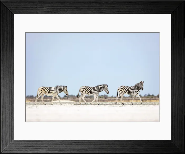 Framed Print : Zebra herd on salt pan, Makgadikgadi Salt Pans, Botswana Framed Print : Zebra herd on salt pan, Makgadikgadi Salt Pans, Botswana