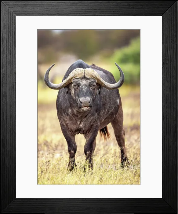 Framed Print : Buffalo bull at Nxai Pan, Makgadikgadi Salt Pans, Botswana Framed Print : Buffalo bull at Nxai Pan, Makgadikgadi Salt Pans, Botswana