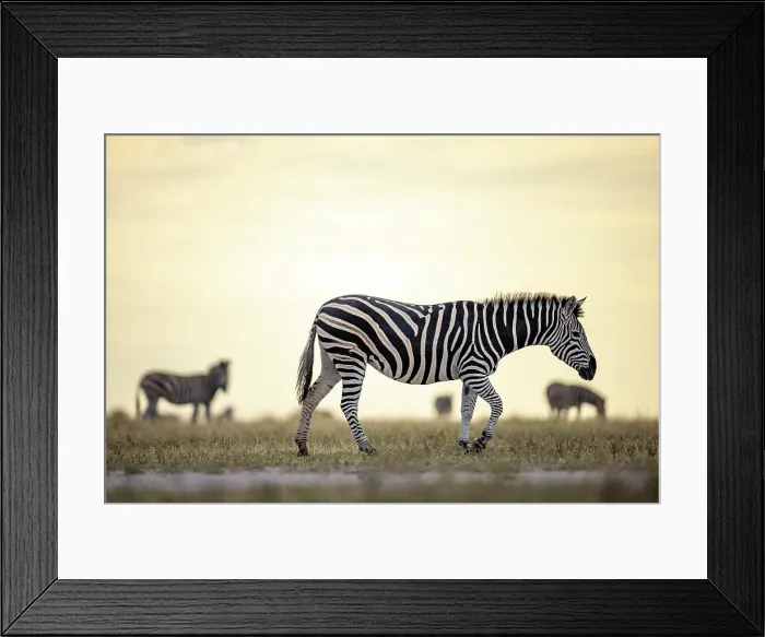 Framed Print : Zebra in yellow light, Makgadikgadi Salt Pans, Botswana Framed Print : Zebra in yellow light, Makgadikgadi Salt Pans, Botswana