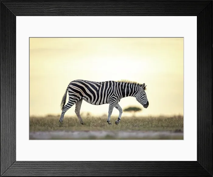 Framed Print : Zebra in yellow light, Makgadikgadi Salt Pans, Botswana Framed Print : Zebra in yellow light, Makgadikgadi Salt Pans, Botswana