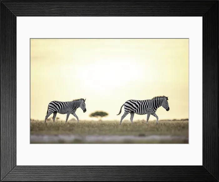 Framed Print : Zebra in yellow light, Makgadikgadi Salt Pans, Botswana Framed Print : Zebra in yellow light, Makgadikgadi Salt Pans, Botswana