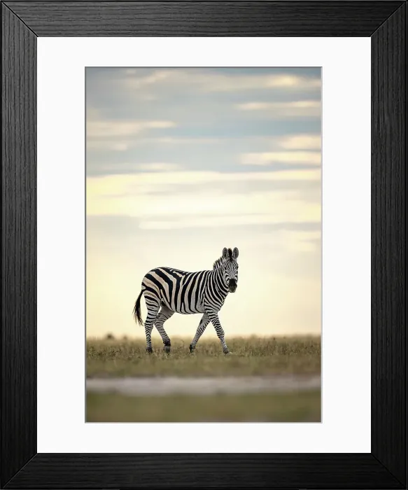 Framed Print : Zebra in yellow light, Makgadikgadi Salt Pans, Botswana Framed Print : Zebra in yellow light, Makgadikgadi Salt Pans, Botswana