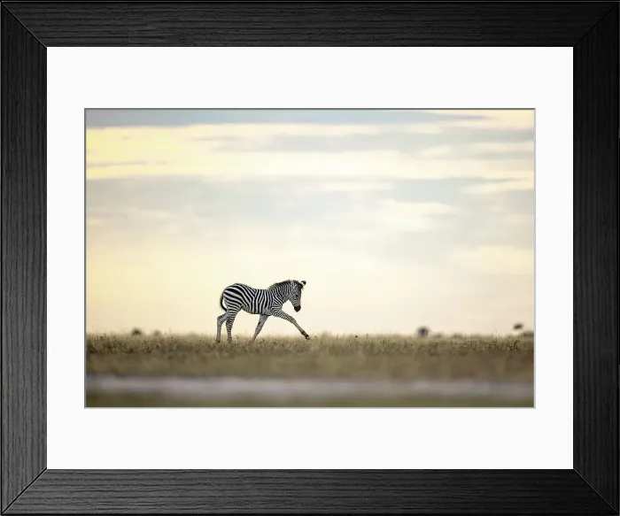 Framed Print : Zebra calf in yellow light, Makgadikgadi Salt Pans, Botswana