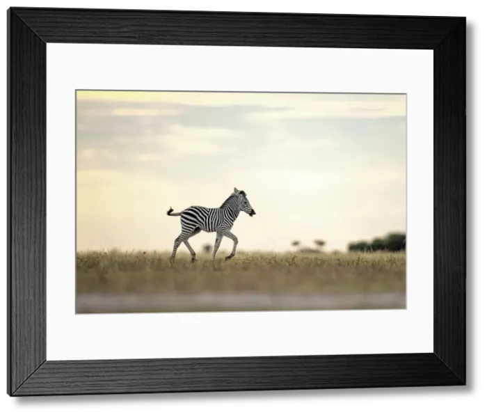 Framed Print : Zebra calf in yellow light, Makgadikgadi Salt Pans, Botswana