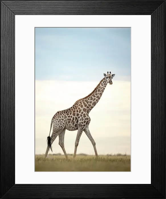 Framed Print : Giraffe, Makgadikgadi Salt Pans, Botswana Framed Print : Giraffe, Makgadikgadi Salt Pans, Botswana