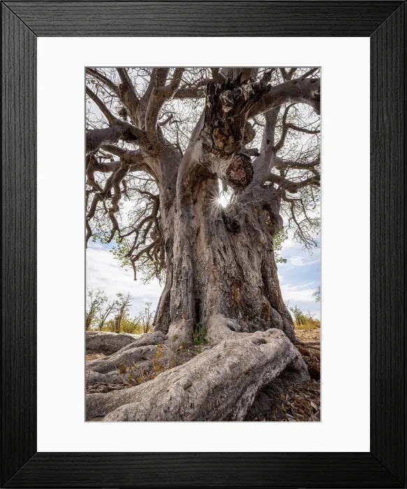 Framed Print : Baobab Tree, Makgadikgadi Salt Pans, Botswana Framed Print : Baobab Tree, Makgadikgadi Salt Pans, Botswana