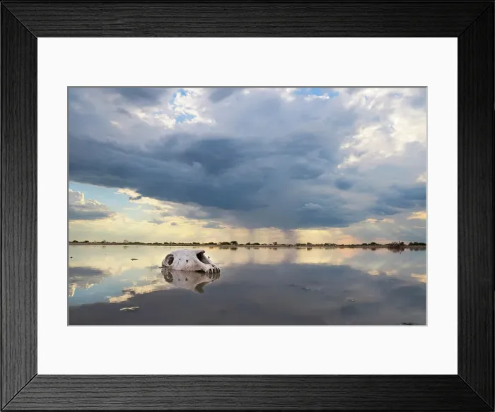 Framed Print : Zebra Skull in water, Makgadikgadi Salt Pans, Botswana Framed Print : Zebra Skull in water, Makgadikgadi Salt Pans, Botswana