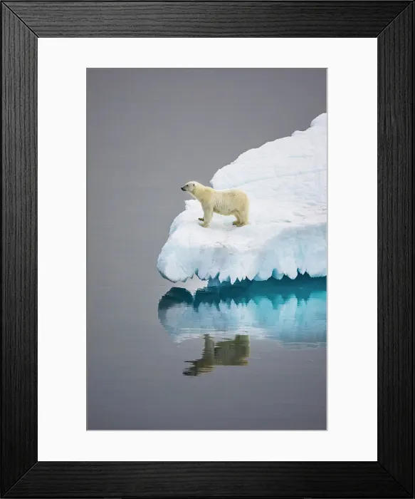 Framed Print : Polar Bear in iceberg off Ellesmere Island, Nunavut, Canada, Arctic Circle Framed Print : Polar Bear in iceberg off Ellesmere Island, Nunavut, Canada, Arctic Circle
