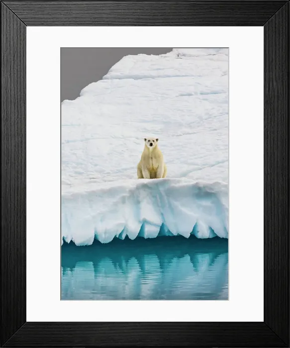 Framed Print : Polar Bear in iceberg off Ellesmere Island, Nunavut, Canada, Arctic Circle