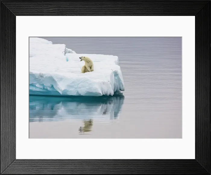 Framed Print : Poalr Bear in iceberg off Ellesmere Island, Nunavut, Canada, Arctic Circle Framed Print : Poalr Bear in iceberg off Ellesmere Island, Nunavut, Canada, Arctic Circle
