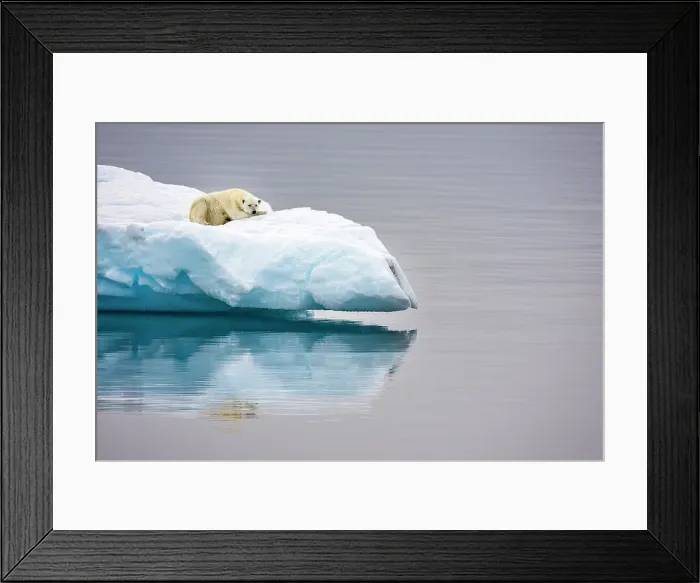 Framed Print : Poalr Bear in iceberg off Ellesmere Island, Nunavut, Canada, Arctic Circle Framed Print : Poalr Bear in iceberg off Ellesmere Island, Nunavut, Canada, Arctic Circle