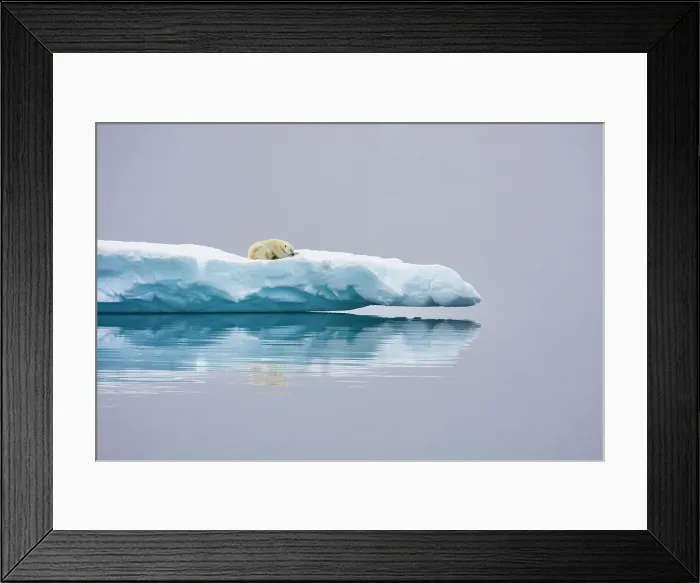 Framed Print : Poalr Bear in iceberg off Ellesmere Island, Nunavut, Canada, Arctic Circle Framed Print : Poalr Bear in iceberg off Ellesmere Island, Nunavut, Canada, Arctic Circle