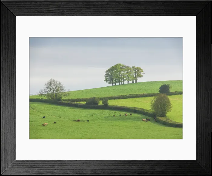 Framed Print : Beech tree clump on hillside in rolling countryside, Devon, England. Spring (May) 2024 Framed Print : Beech tree clump on hillside in rolling countryside, Devon, England. Spring (May) 2024