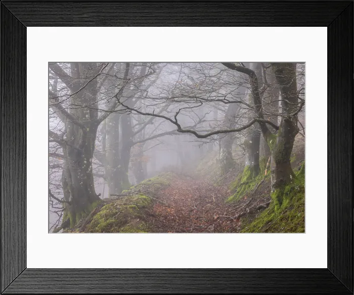 Framed Print : Foggy path through trees in Hannicombe Wood, Dartmoor National Park, Devon, England. Winter (February) 2024 Framed Print : Foggy path through trees in Hannicombe Wood, Dartmoor National Park, Devon, England. Winter (February) 2024