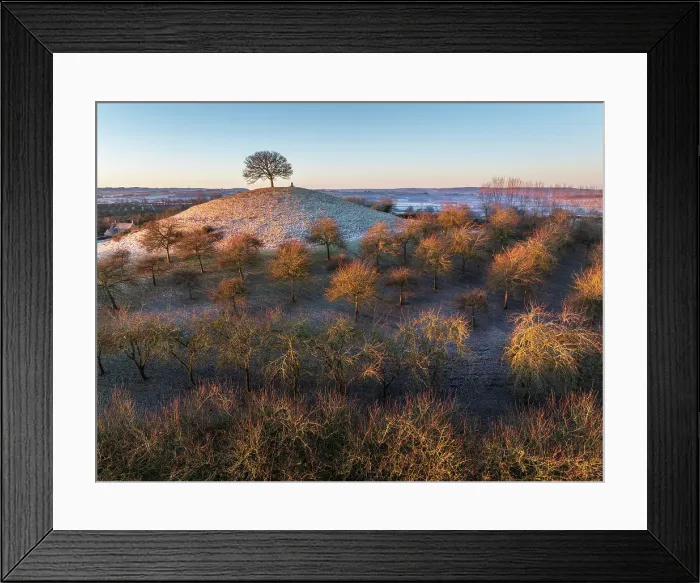 Framed Print : The lone hilltop tree at Burrow Hill Cider Farm, Somerset, England. Winter (January) 2024 Framed Print : The lone hilltop tree at Burrow Hill Cider Farm, Somerset, England. Winter (January) 2024