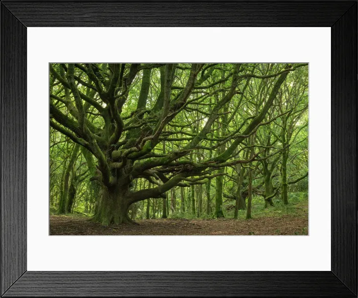 Framed Print : Majestic ancient oak tree in Woodlands Hill wood in the Quantock Hills, near Nether Stowey, Somerset, England. Autumn (September) 2023 Framed Print : Majestic ancient oak tree in Woodlands Hill wood in the Quantock Hills, near Nether Stowey, Somerset, England. Autumn (September) 2023