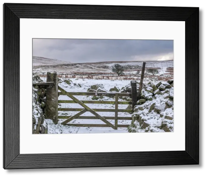Framed Print : Gate to open moorland on a snowy winter day, Dartmoor National Park, Devon, England. Winter (January) 2023 Framed Print : Gate to open moorland on a snowy winter day, Dartmoor National Park, Devon, England. Winter (January) 2023