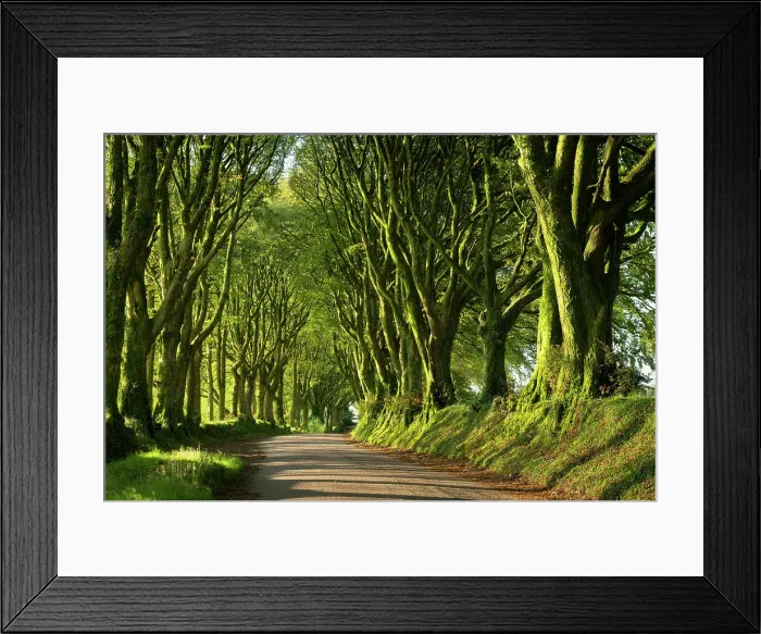 Framed Print : Country lane under avenue of trees, Bridestowe, Dartmoor, Devon, England. Summer (July) 2019 Framed Print : Country lane under avenue of trees, Bridestowe, Dartmoor, Devon, England. Summer (July) 2019