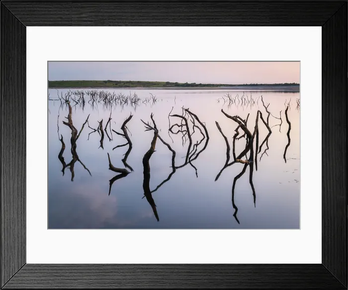 Framed Print : Twisted stumps from drowned trees in Colliford Lake on Bodmin Moor, Cornwall, England. Summer (August) 2019 Framed Print : Twisted stumps from drowned trees in Colliford Lake on Bodmin Moor, Cornwall, England. Summer (August) 2019