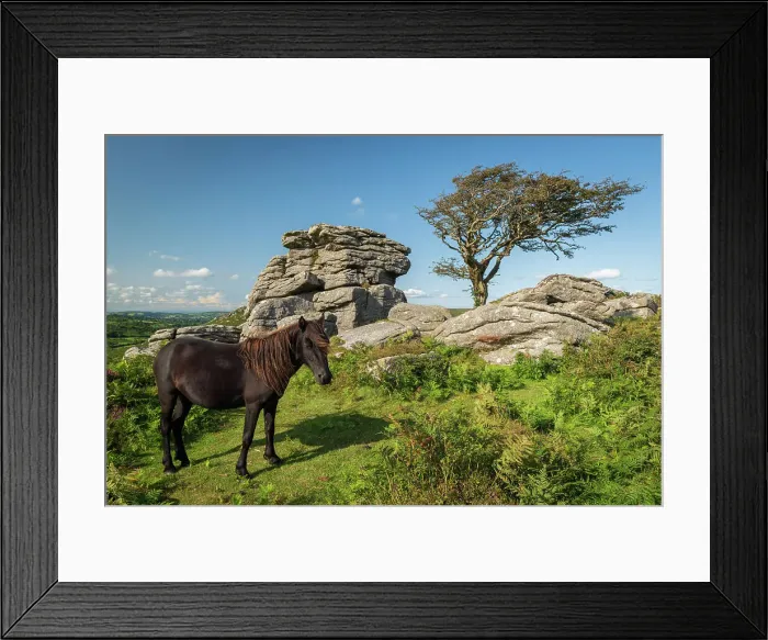 Framed Print : Dartmoor Pony grazing near a granite tor in Dartmoor National Park, Devon, England. Summer (August) 2019 Framed Print : Dartmoor Pony grazing near a granite tor in Dartmoor National Park, Devon, England. Summer (August) 2019