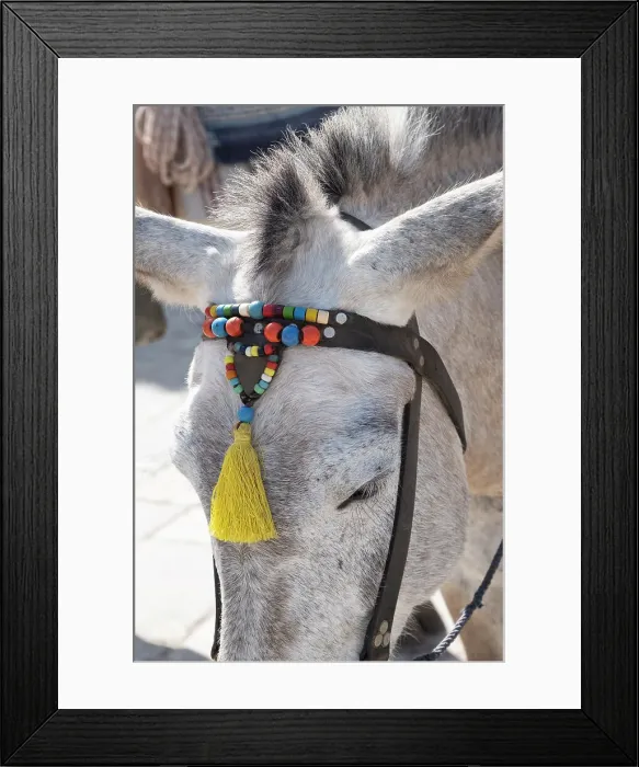 Framed Print : Mules / horses at the Harbour of Hydra Town, Hydra (Ydra), Saronic Islands, Greece Framed Print : Mules / horses at the Harbour of Hydra Town, Hydra (Ydra), Saronic Islands, Greece