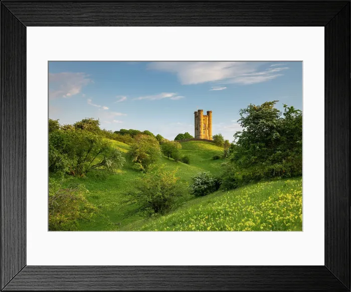 Framed Print : Cowslips flowering in a wildflower meadow below Broadway Tower in the Cotswolds, Worcestershire, England. Spring (May) 2024