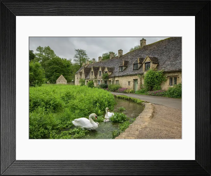 Framed Print : Swans in the stream beside Arlington Row in the picturesque Cotswolds village of Bibury, Gloucestershire, England. Spring (May) 2024 Framed Print : Swans in the stream beside Arlington Row in the picturesque Cotswolds village of Bibury, Gloucestershire, England. Spring (May) 2024