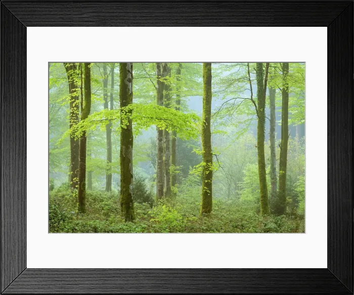 Framed Print : Misty morning in a deciduous woodland, Bodmin, Cornwall, England. Spring (May) 2018