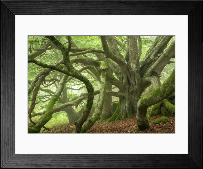 Framed Print : Ancient beech tree with enormous spreading branches, Dartmoor National Park, Devon, England. Summer (August) 2018 Framed Print : Ancient beech tree with enormous spreading branches, Dartmoor National Park, Devon, England. Summer (August) 2018