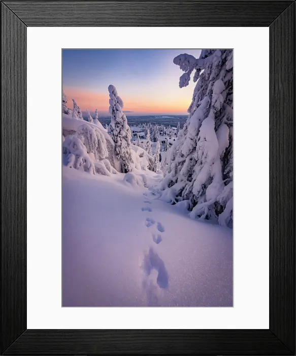 Framed Print : Track-imprints in the frozen snowy forest after a blizzard at sunrise, Iso Syote, Lapland, Finland Framed Print : Track-imprints in the frozen snowy forest after a blizzard at sunrise, Iso Syote, Lapland, Finland