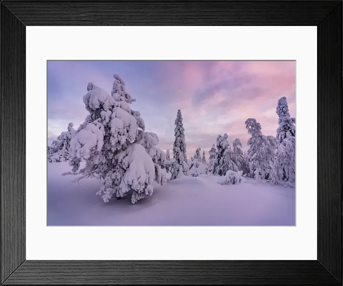 Framed Print : Romantic sky at sunrise over a frozen snowy forest, Lapland, Finland Framed Print : Romantic sky at sunrise over a frozen snowy forest, Lapland, Finland