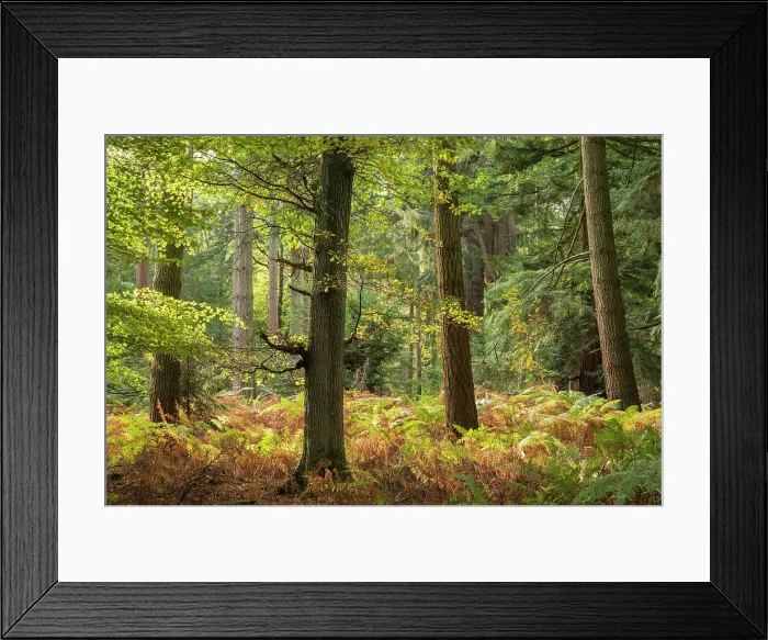 Framed Print : Autumnal colours near Rhinefield Ornamental Drive in the New Forest National Park, Hampshire, England. Autumn (October) 2018 Framed Print : Autumnal colours near Rhinefield Ornamental Drive in the New Forest National Park, Hampshire, England. Autumn (October) 2018