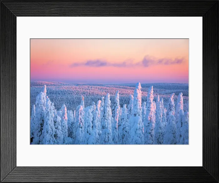 Framed Print : Pink sky at sunrise over frozen trees in a snowy forest after a blizzard, Iso Syote Lapland, Finland