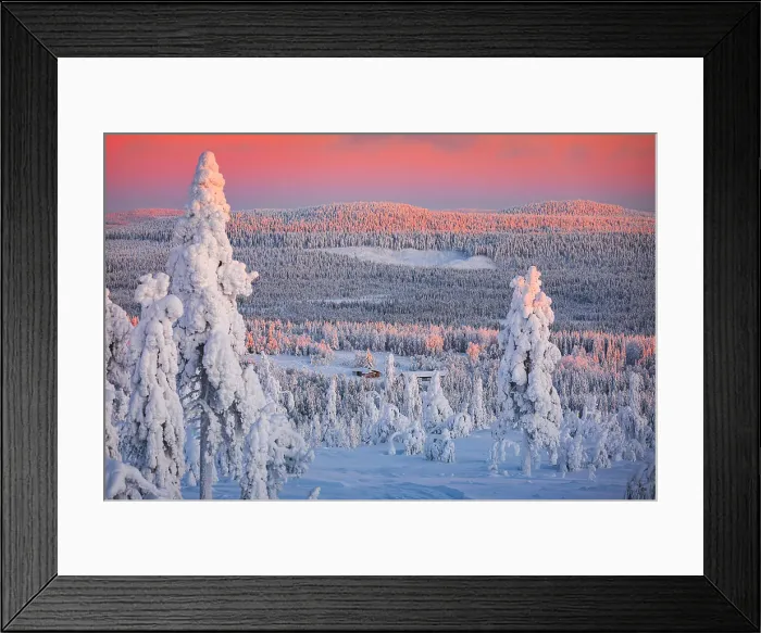 Framed Print : Frozen trees wrapped in snow in the winter forest at sunrise, Pudasjarvi, Iso Syote, Lapland, Finland