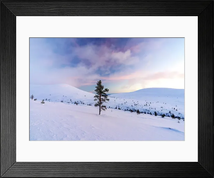 Framed Print : Arctic sunrise over sparse frozen trees on snowcapped mountains, Pallas-Yllastunturi National Park, Muonio, Lapland, Finland Framed Print : Arctic sunrise over sparse frozen trees on snowcapped mountains, Pallas-Yllastunturi National Park, Muonio, Lapland, Finland